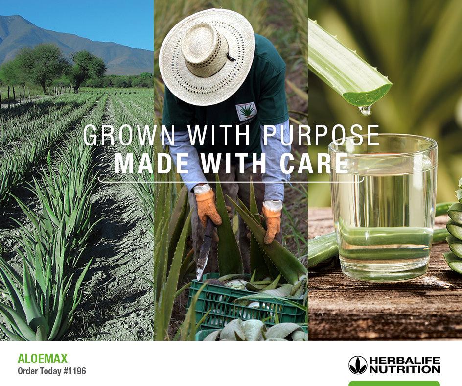 Herbalife Aloe Max (473ml)